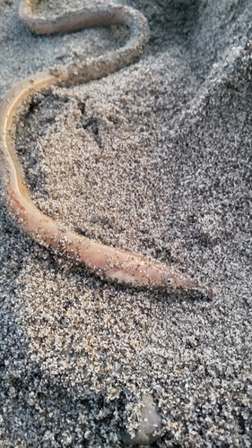 ダイナンウミヘビの釣果