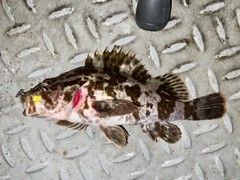 タケノコメバルの釣果