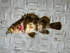 タケノコメバルの釣果