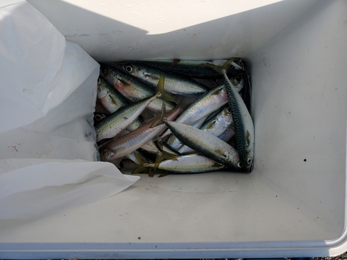 サバの釣果