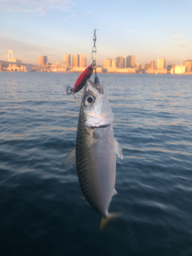 サバの釣果