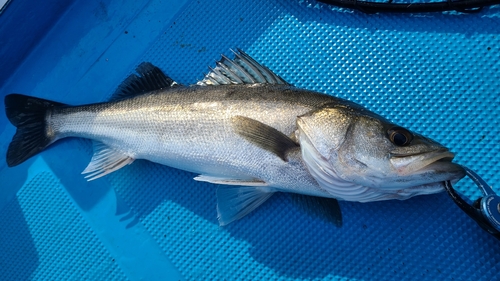 マルスズキの釣果