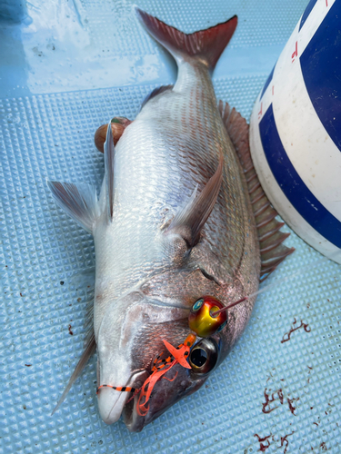 マダイの釣果