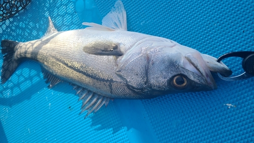 マルスズキの釣果