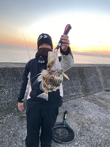 マトウダイの釣果