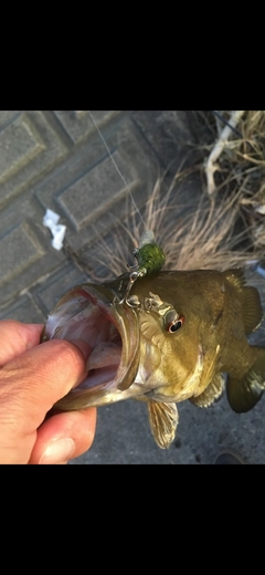 スモールマウスバスの釣果