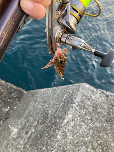 カサゴの釣果