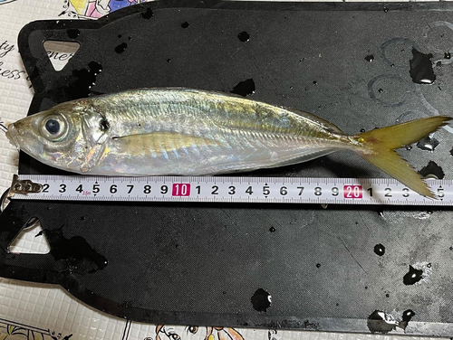 アジの釣果