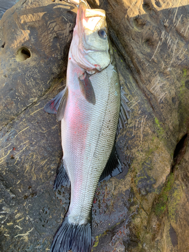 ヒラスズキの釣果