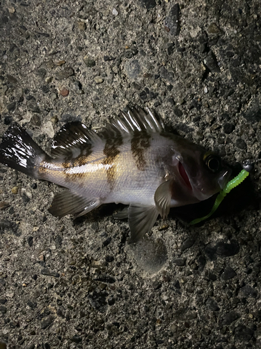 メバルの釣果