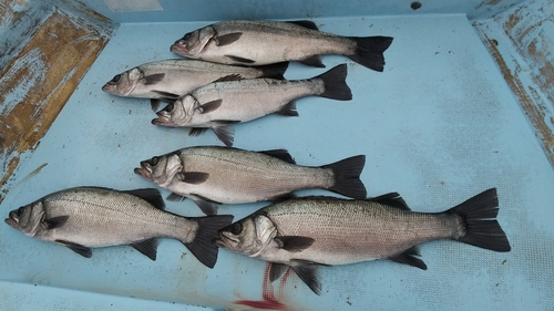 ヒラスズキの釣果