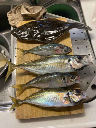 アジの釣果