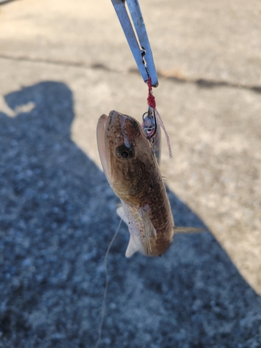 エソの釣果