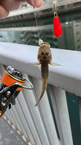 ハゼの釣果