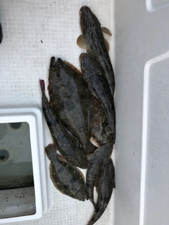 ヒラメの釣果