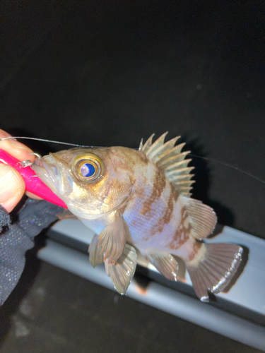 シロメバルの釣果