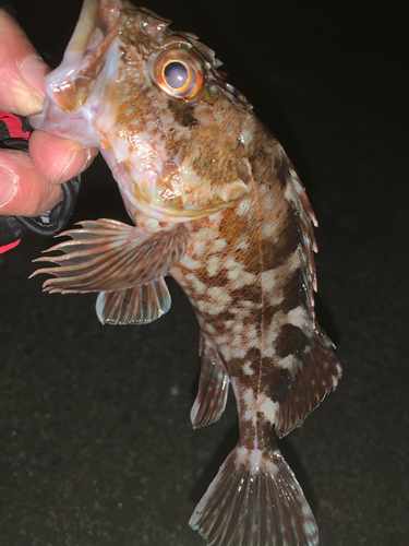 カサゴの釣果