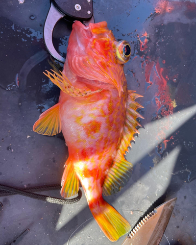 アヤメカサゴの釣果