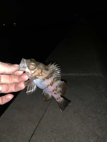 クロメバルの釣果