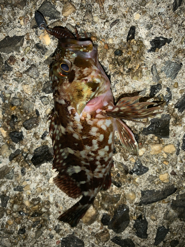 カサゴの釣果