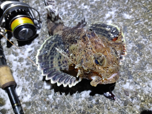 カジカの釣果