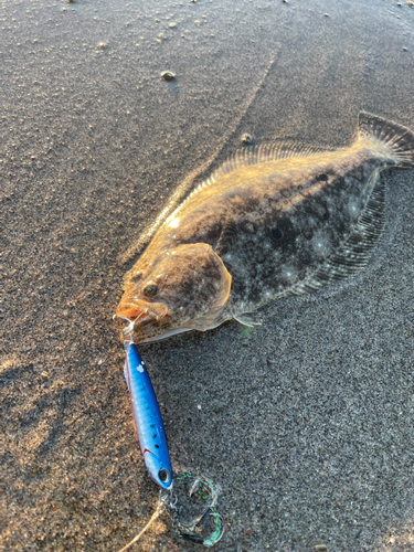 ソゲの釣果