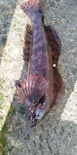 アイナメの釣果