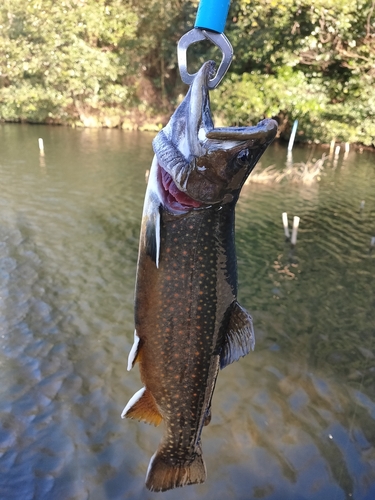 釣果