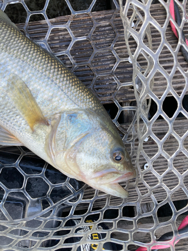 ラージマウスバスの釣果