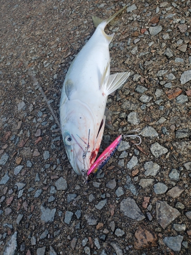 イナダの釣果