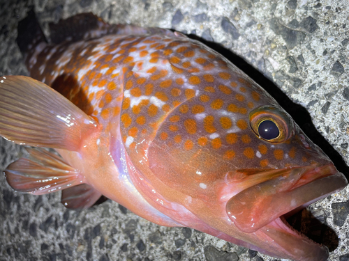 アコウの釣果