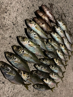 アジの釣果