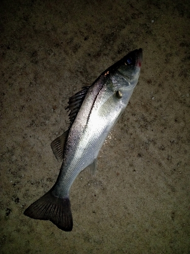 セイゴ（マルスズキ）の釣果