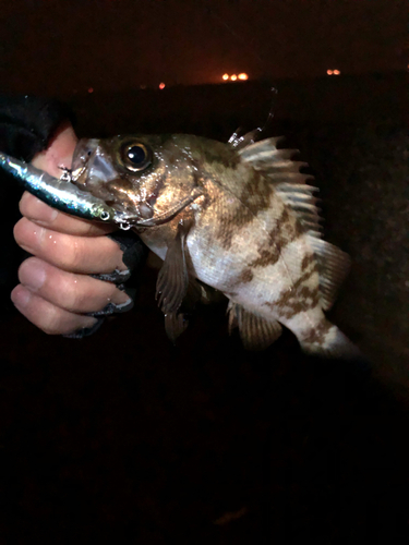 メバルの釣果