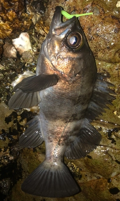メバルの釣果