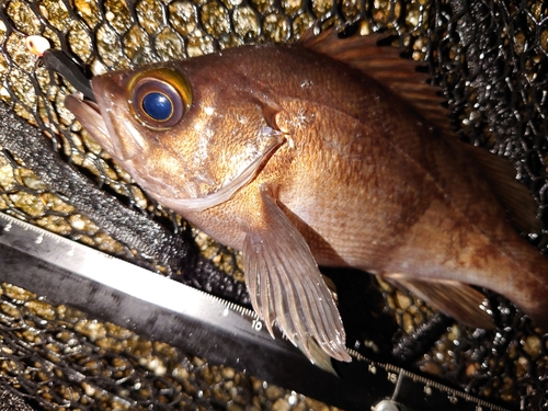 メバルの釣果