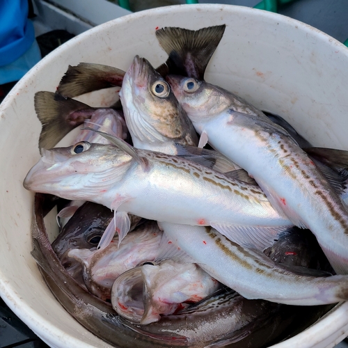 スケトウダラの釣果