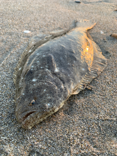 ソゲの釣果