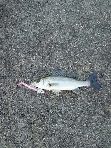 セイゴ（マルスズキ）の釣果