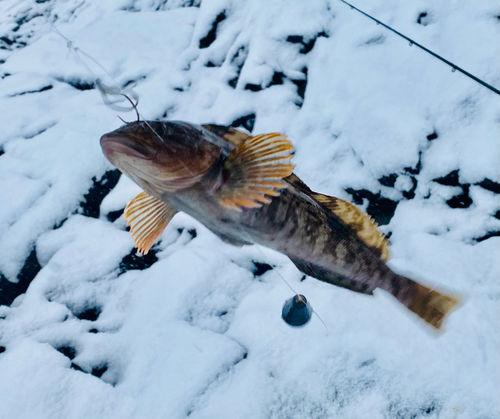 アイナメの釣果