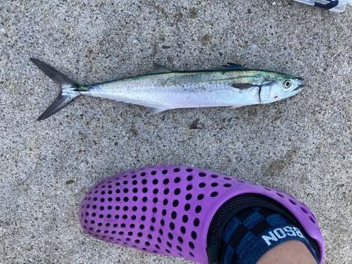 サゴシの釣果