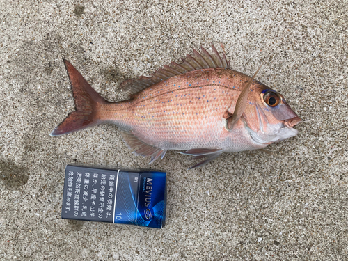 マダイの釣果