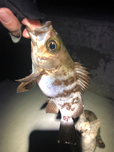 シロメバルの釣果