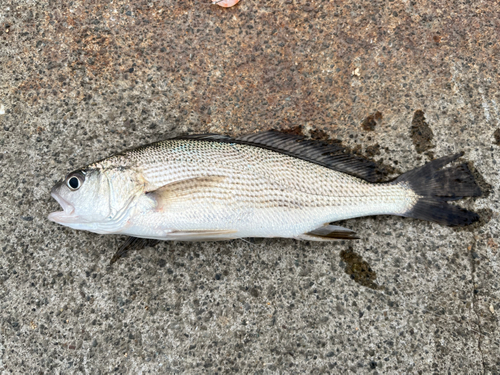 イシモチの釣果