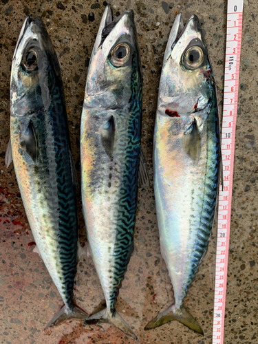 サバの釣果