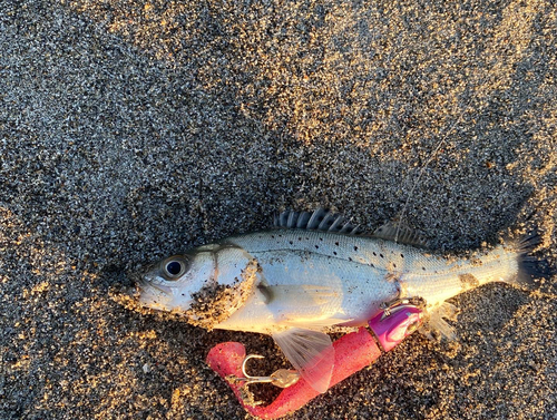 セイゴ（タイリクスズキ）の釣果