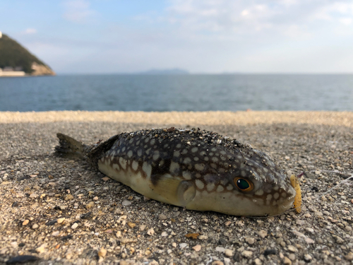 チイチイイカの釣果