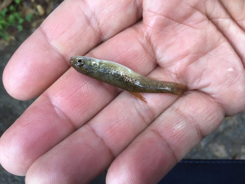 アブラハヤの釣果