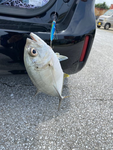 メッキの釣果