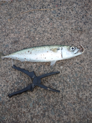 サバの釣果